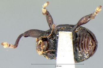 Media type: image; Entomology 9806   Aspect: habitus ventral view
